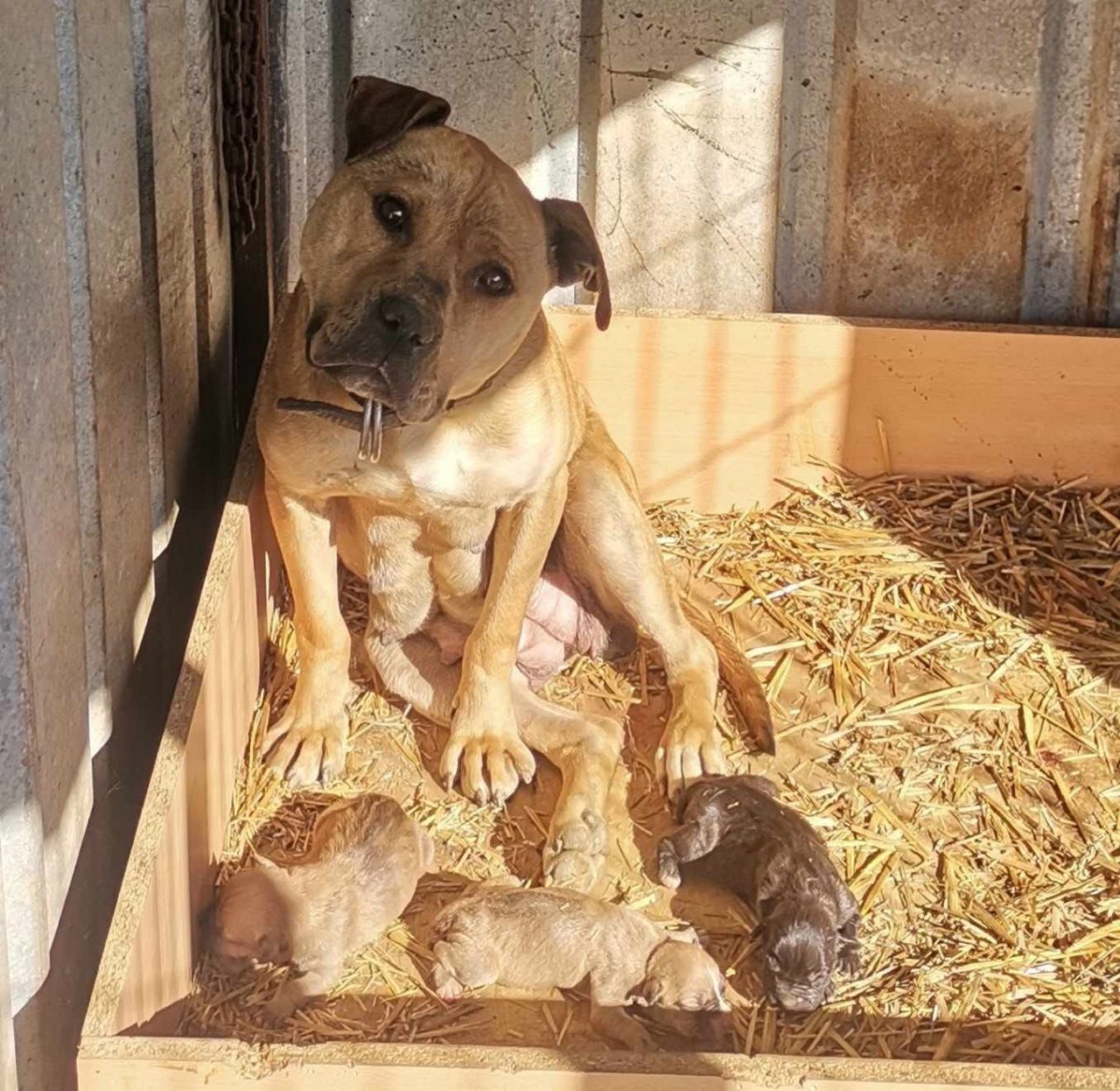 Photo of the dog
