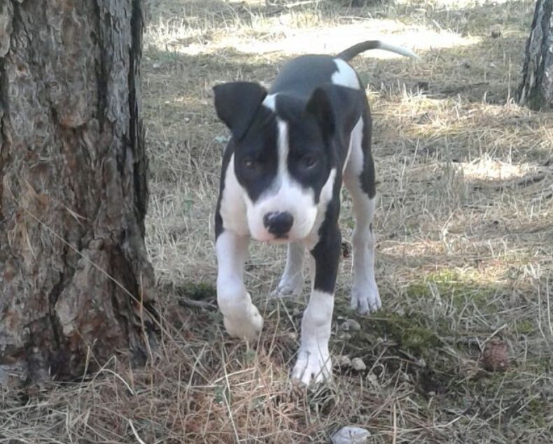 Photo of the dog
