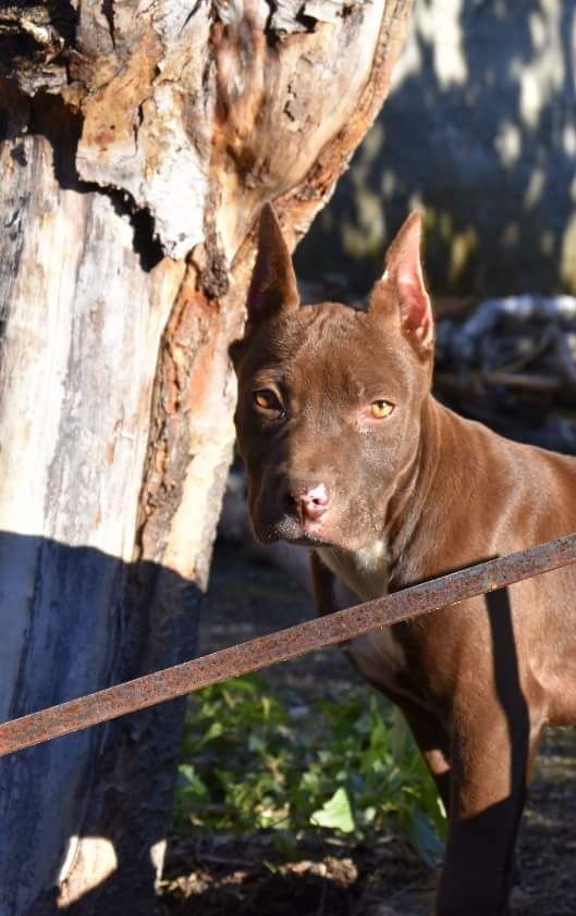 Photo of the dog