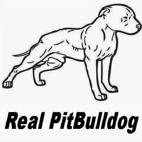 Photo of the dog