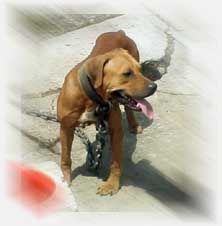 Photo of the dog