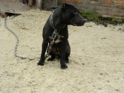 Photo of the dog