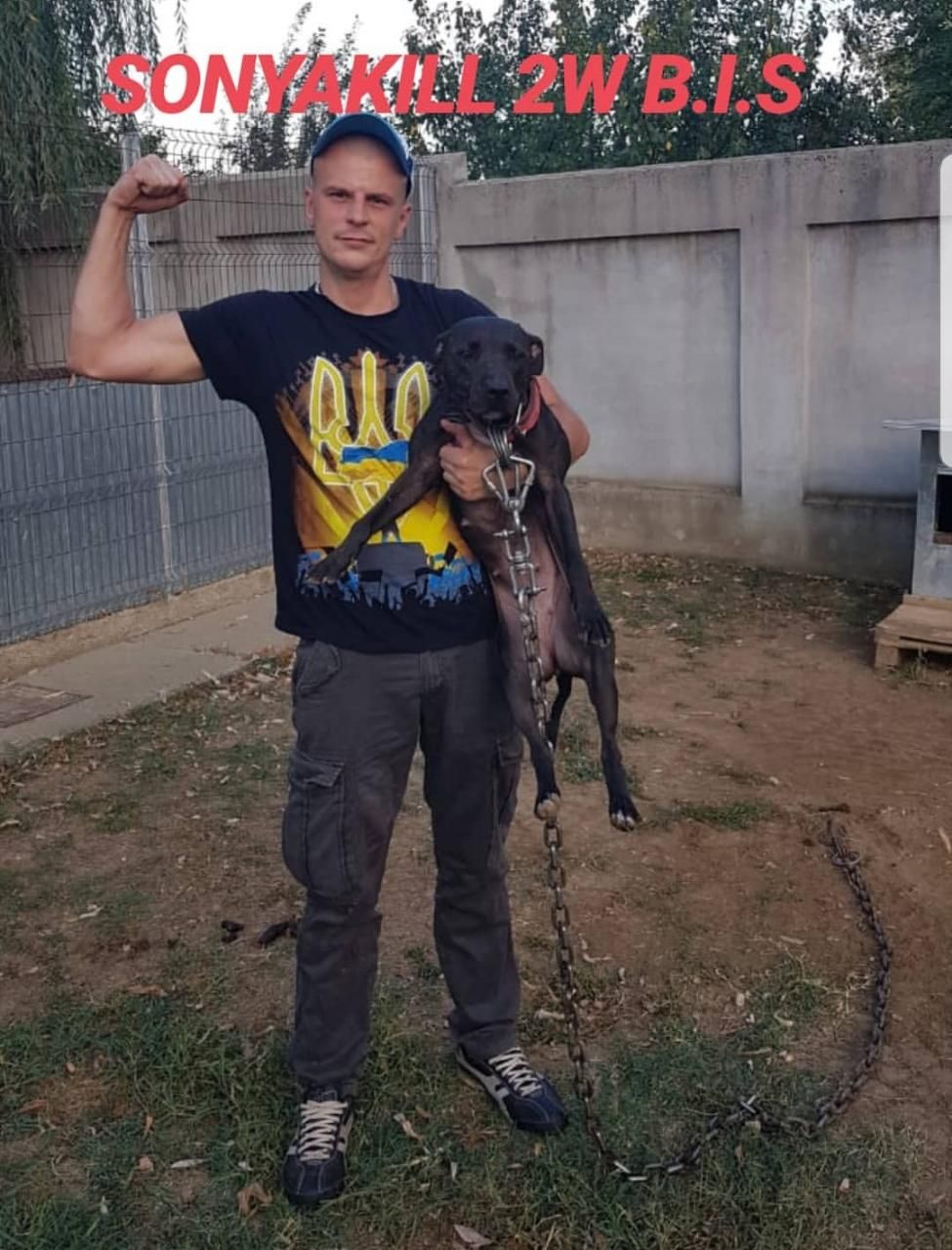 Photo of the dog