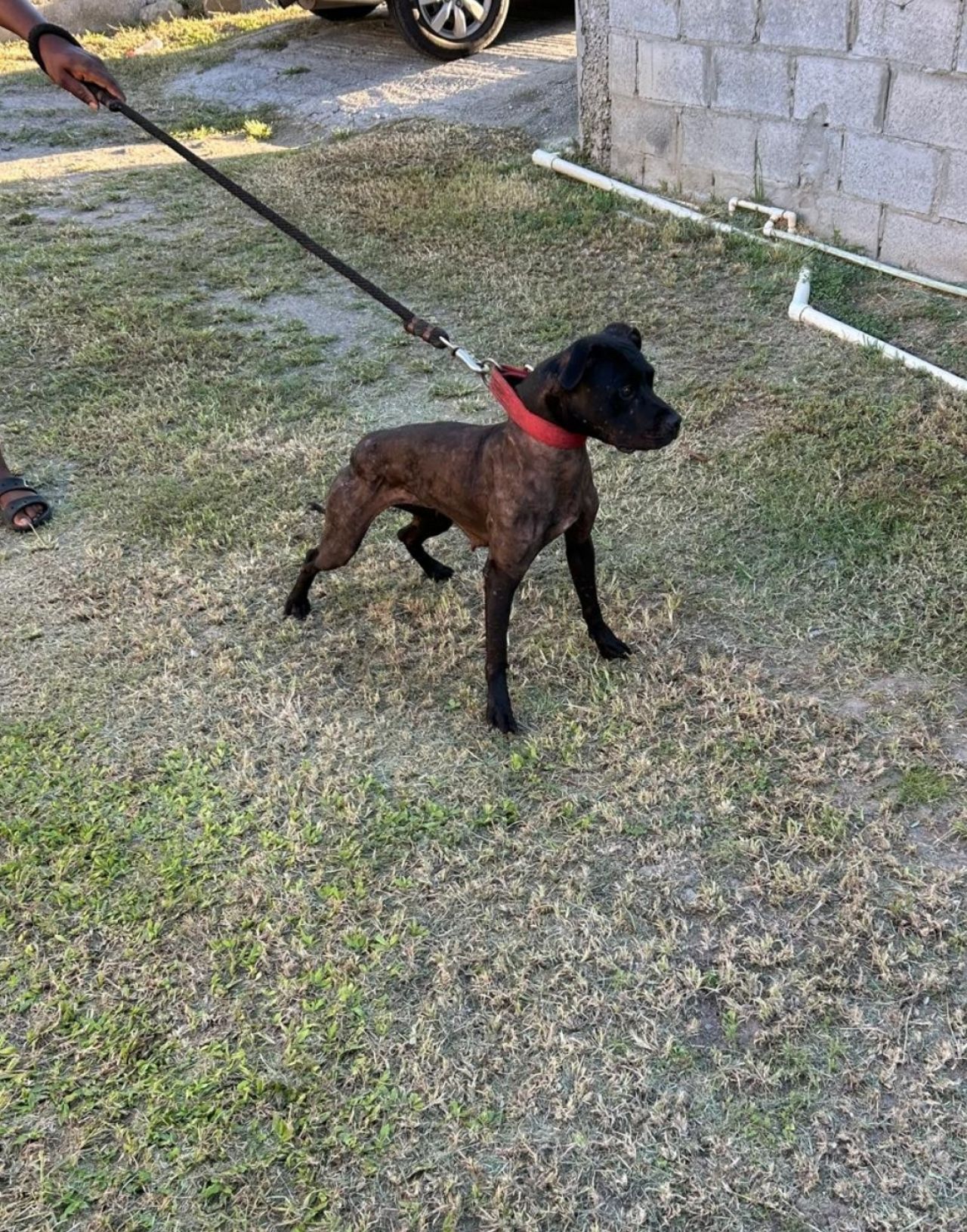 Photo of the dog
