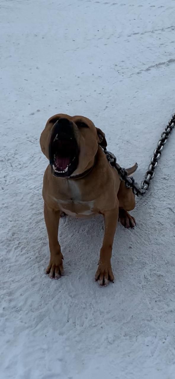 Photo of the dog