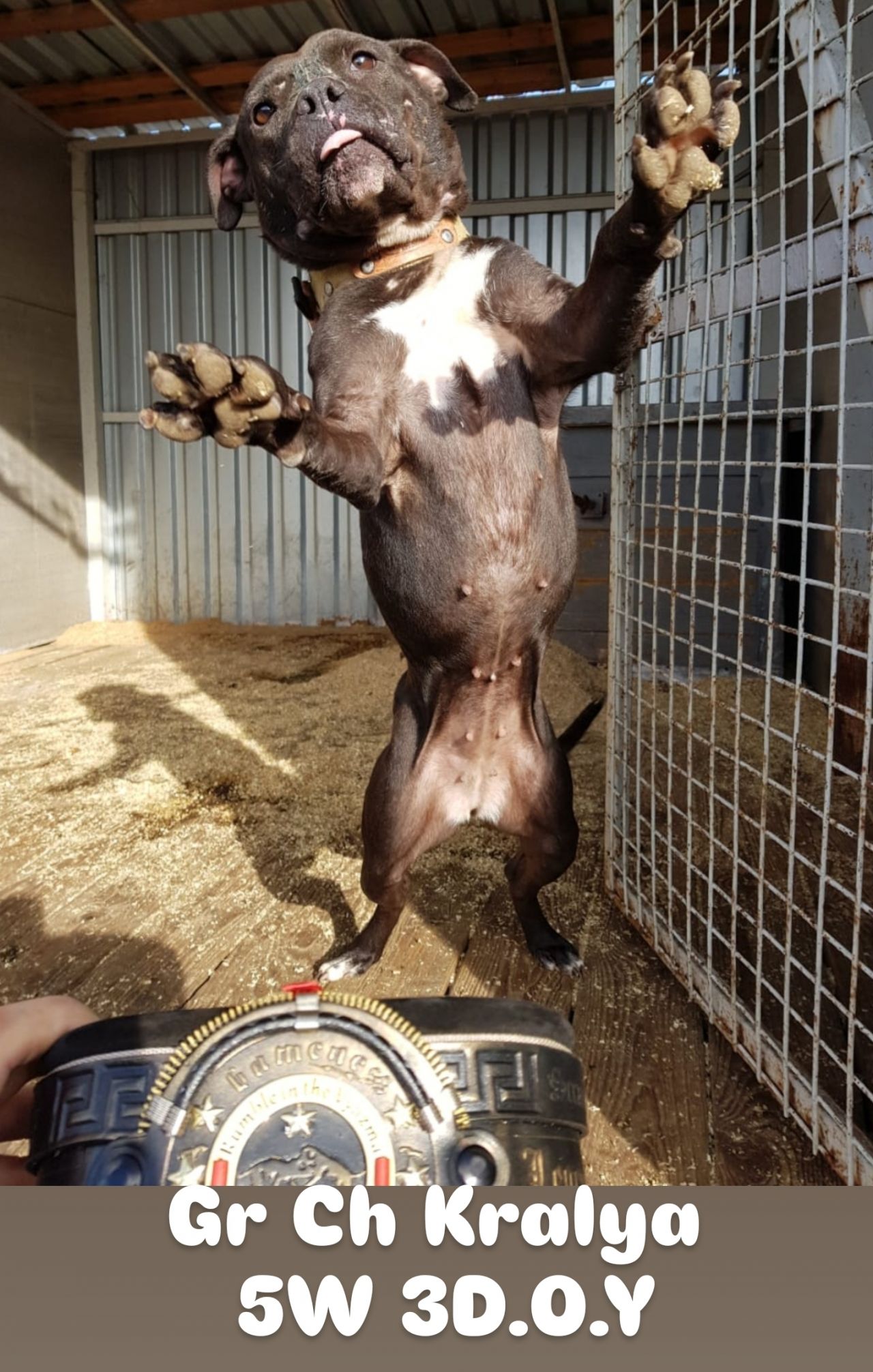 Photo of the dog