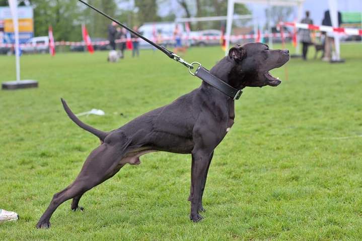 Photo of the dog