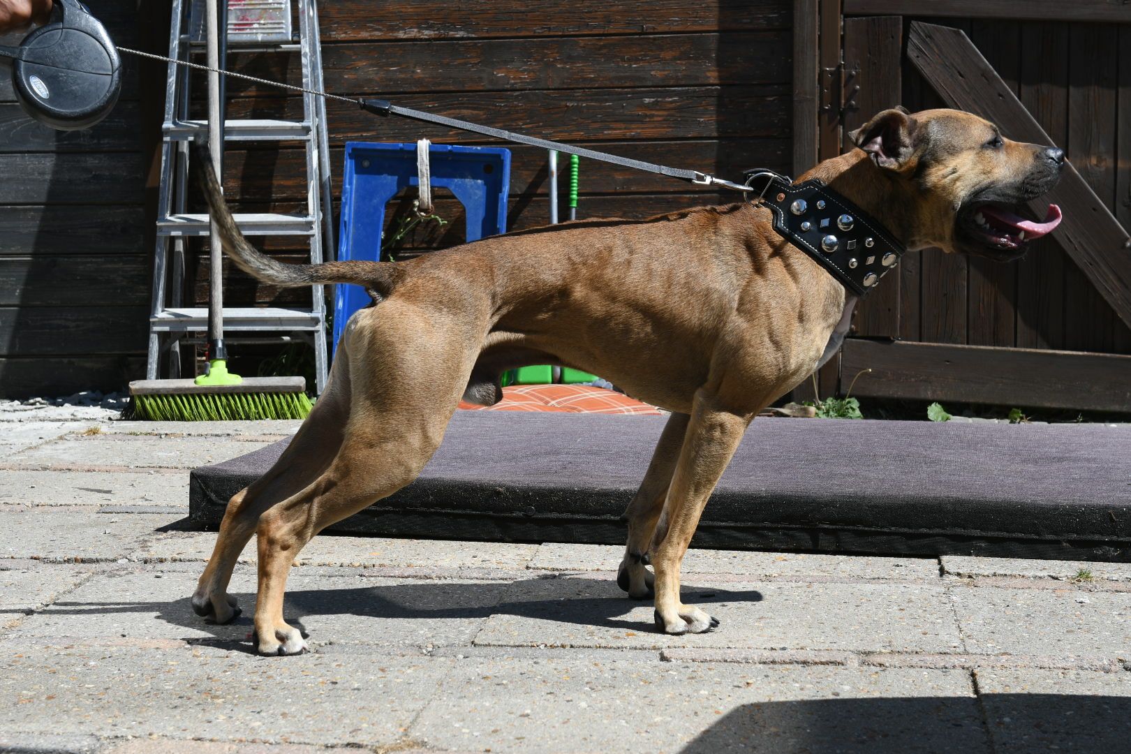 Photo of the dog