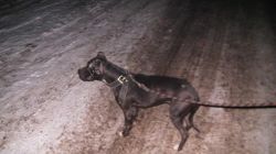 Photo of the dog