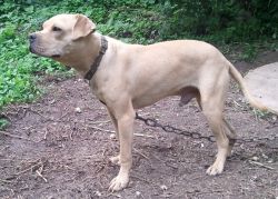 Photo of the dog