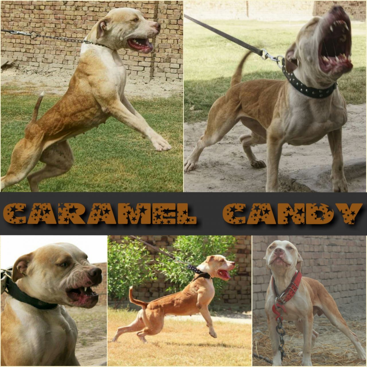 Photo of the dog