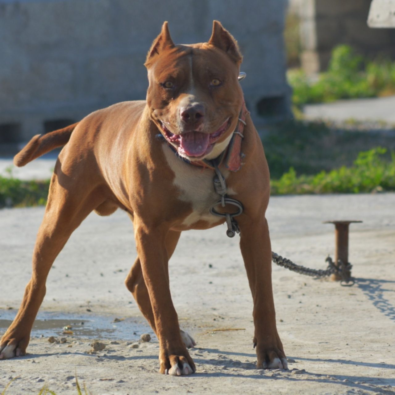 Photo of the dog