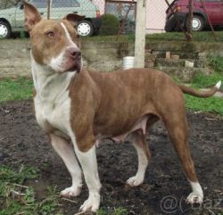 Photo of the dog