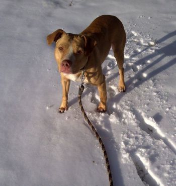 Photo of the dog