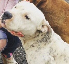 Photo of the dog