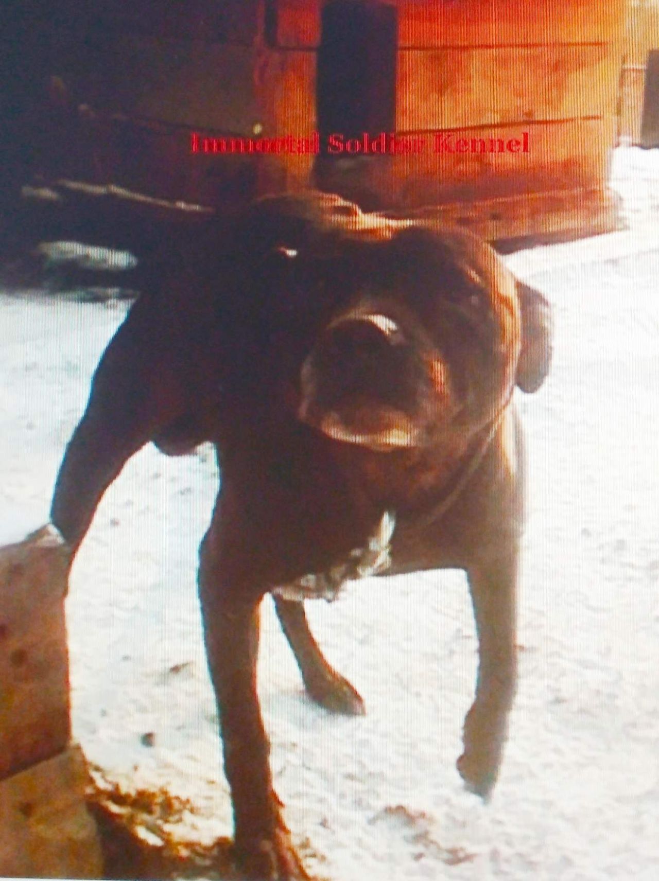 Photo of the dog