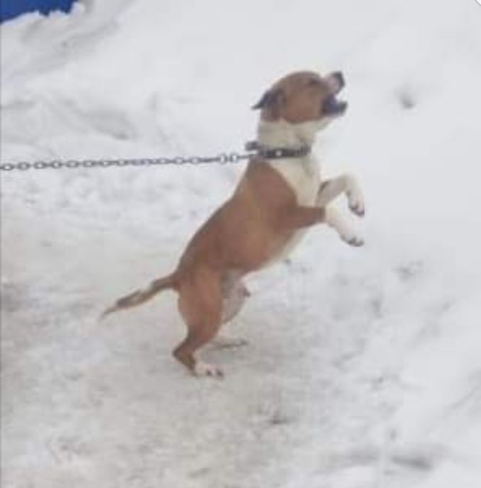 Photo of the dog
