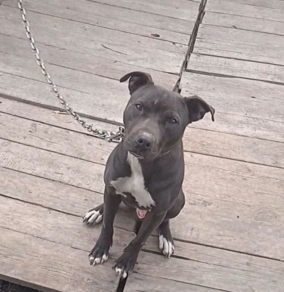 Photo of the dog