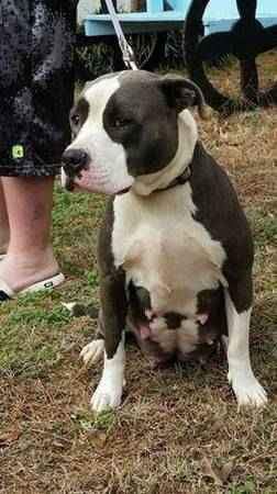 Photo of the dog