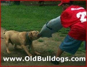 Photo of the dog