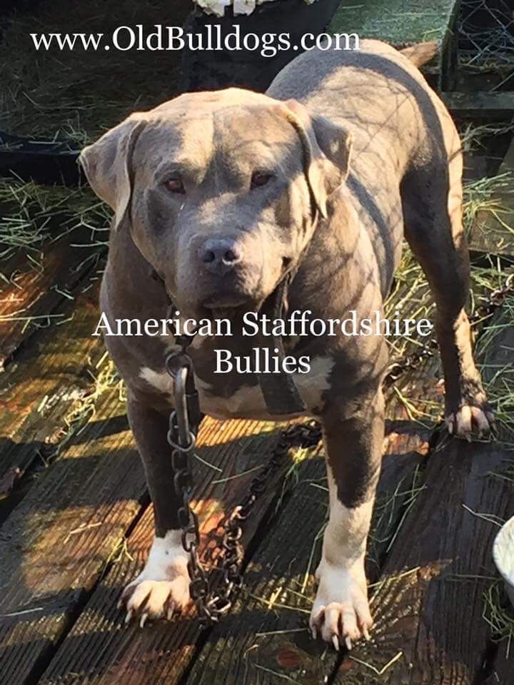 Photo of the dog