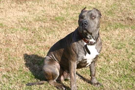 Photo of the dog