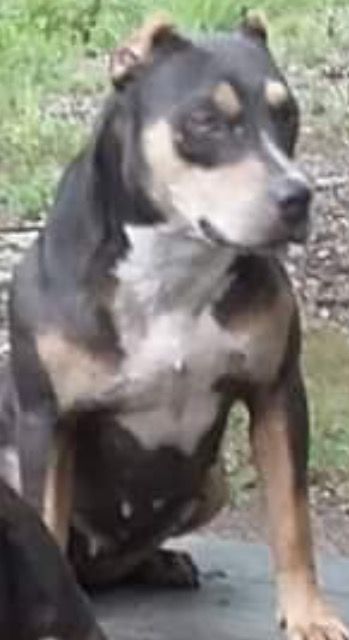 Photo of the dog