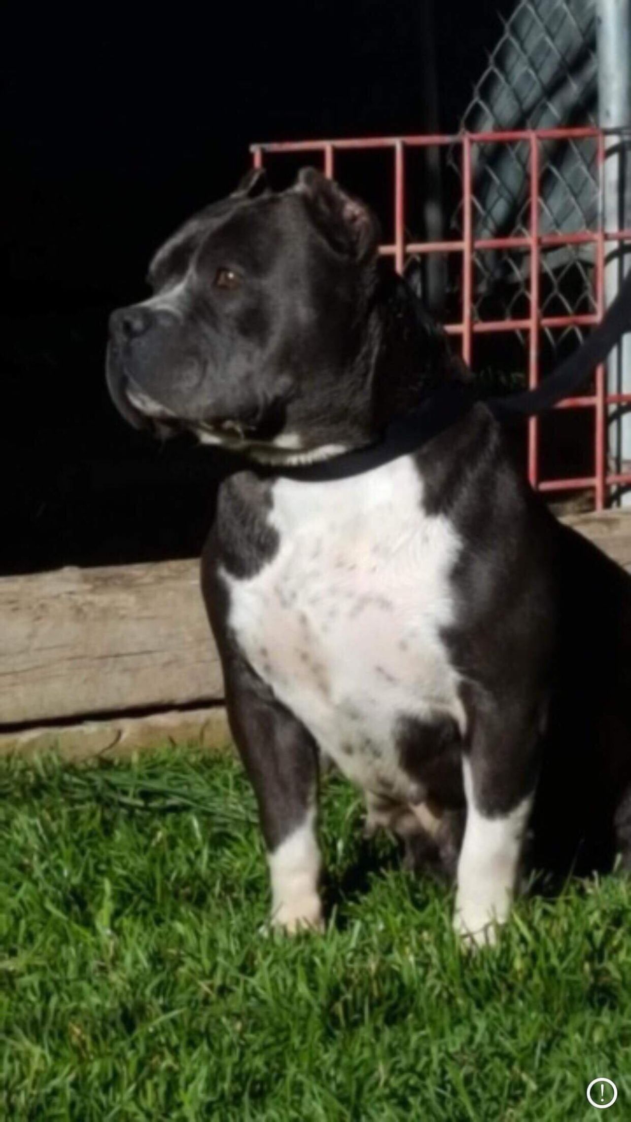Photo of the dog