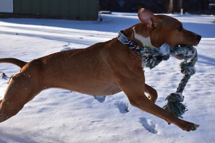 Photo of the dog