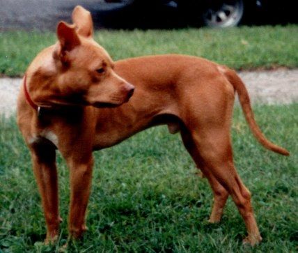 Photo of the dog