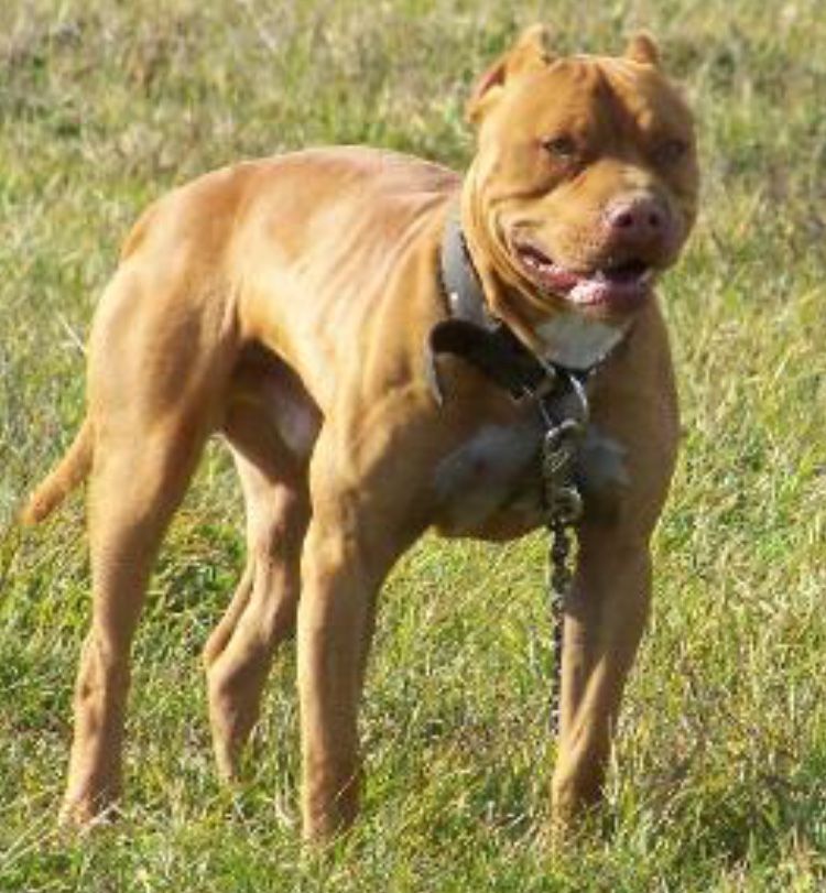 Photo of the dog