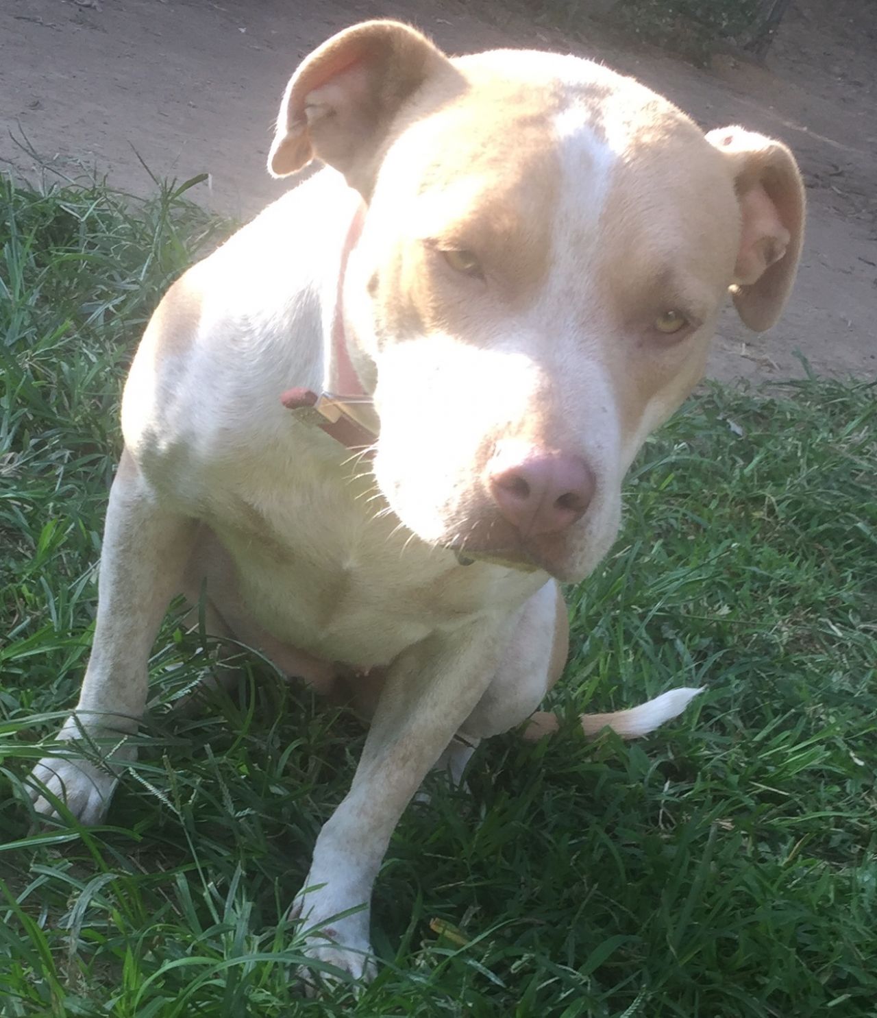 Photo of the dog