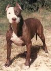 Photo of the dog