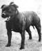 Photo of the dog