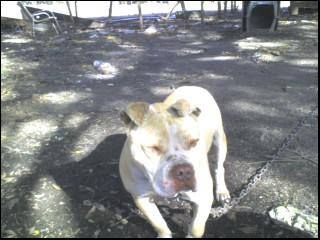 Photo of the dog