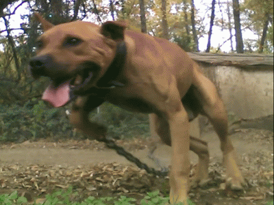 Photo of the dog