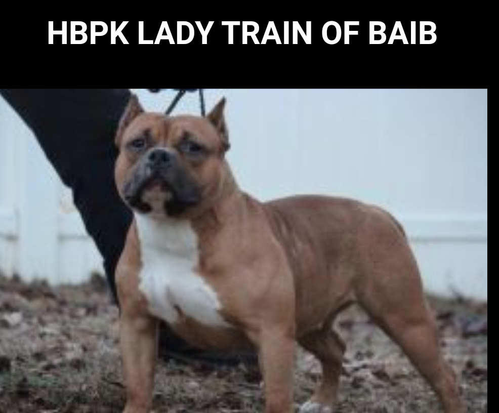 Photo of the dog