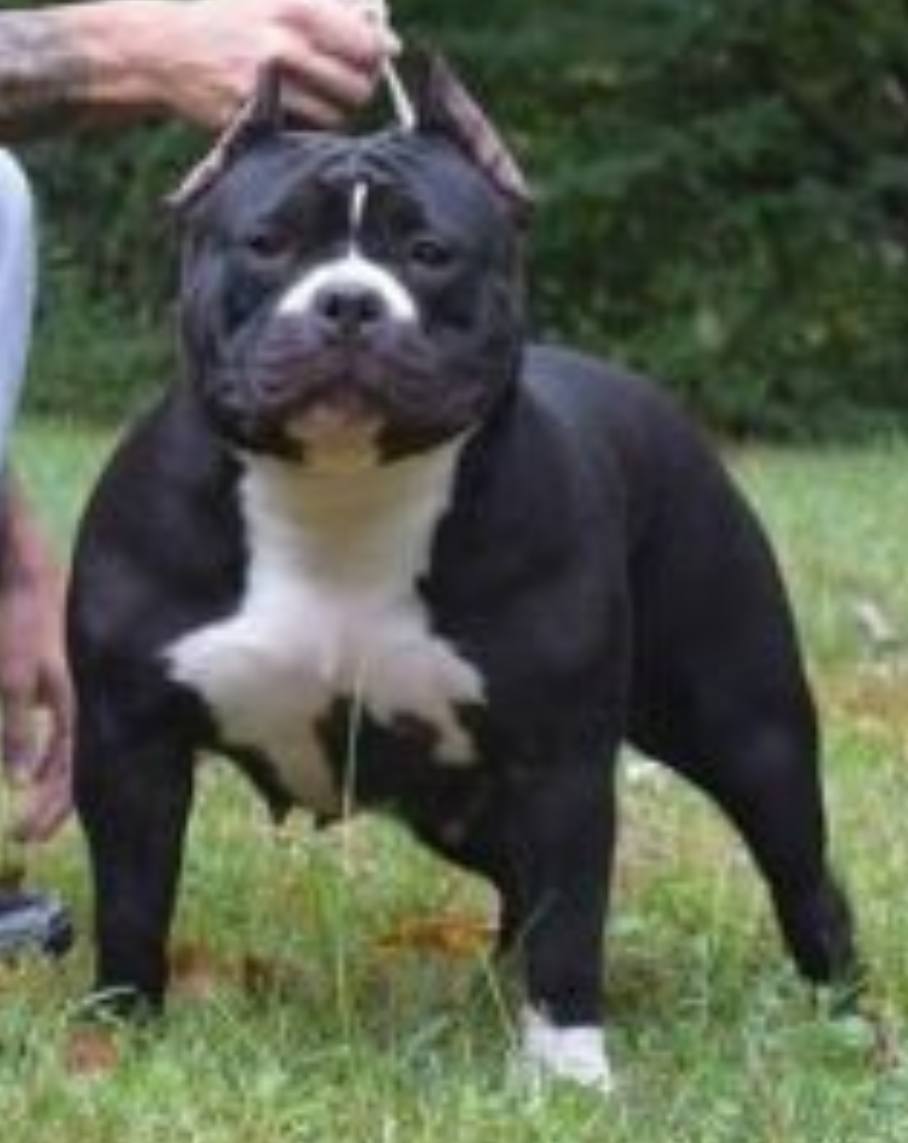 Photo of the dog