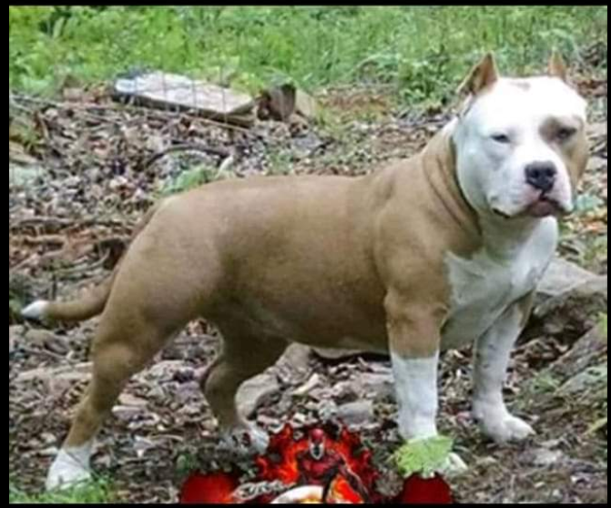 Photo of the dog