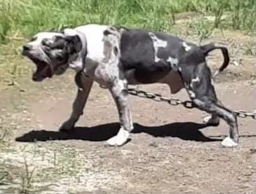 Photo of the dog