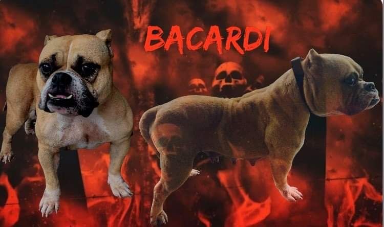 Photo of the dog