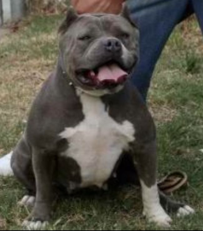 Photo of the dog