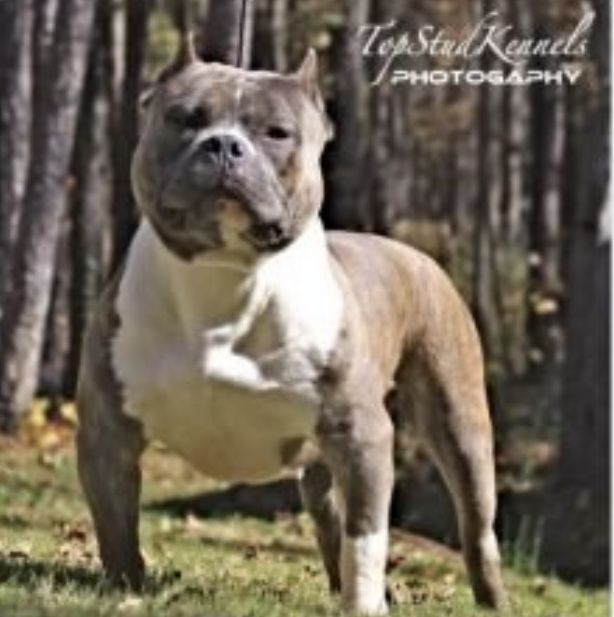 Photo of the dog
