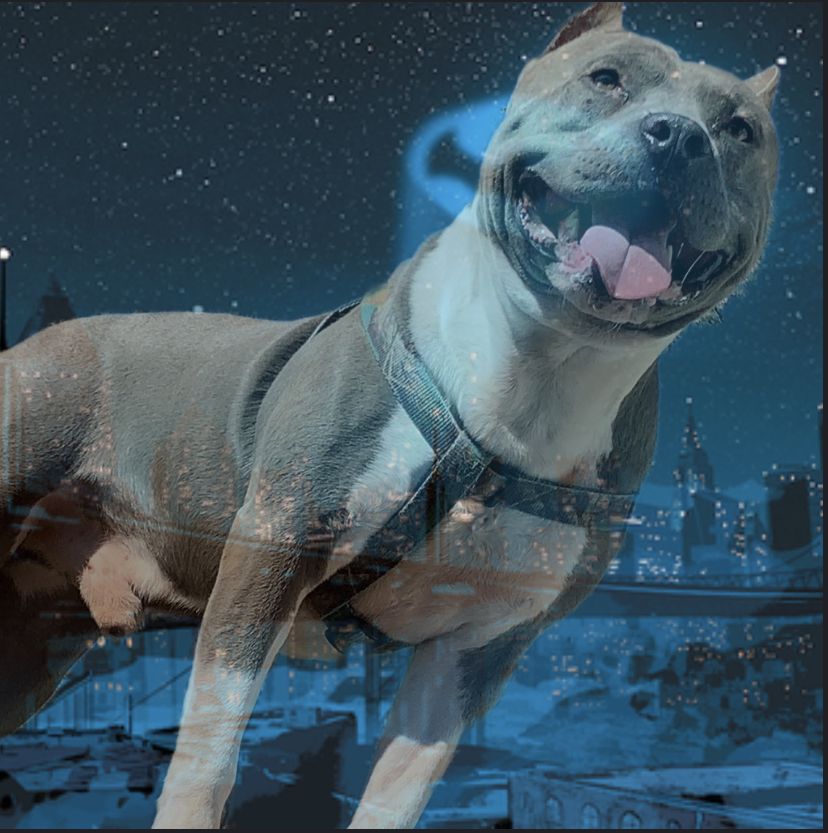 Photo of the dog