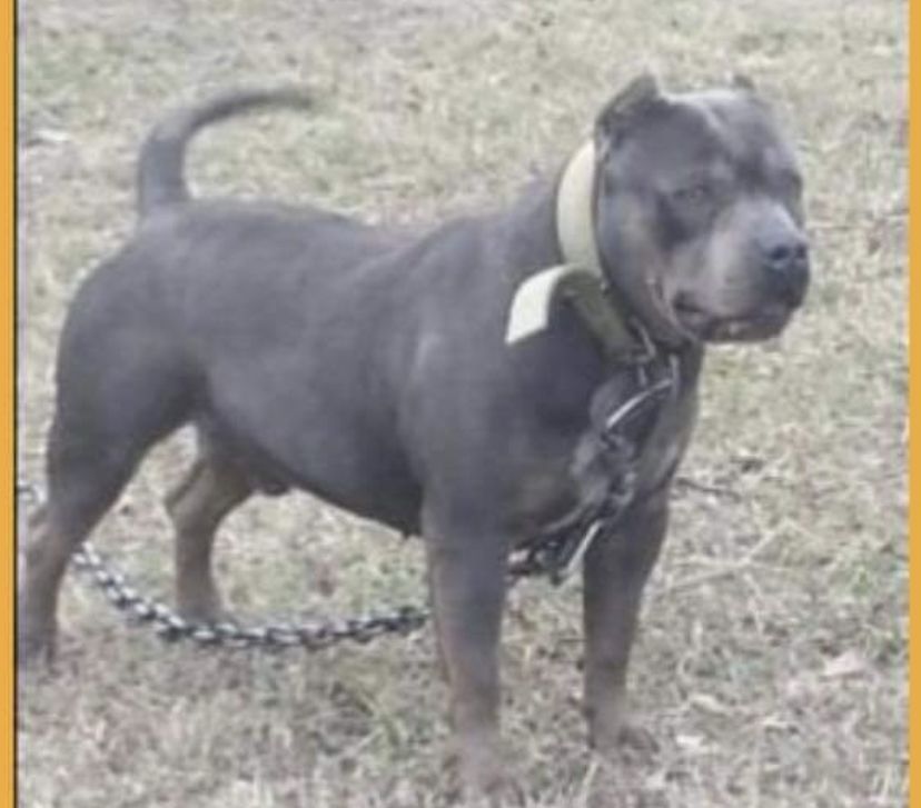 Photo of the dog