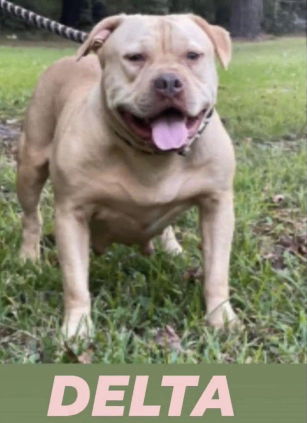 Photo of the dog