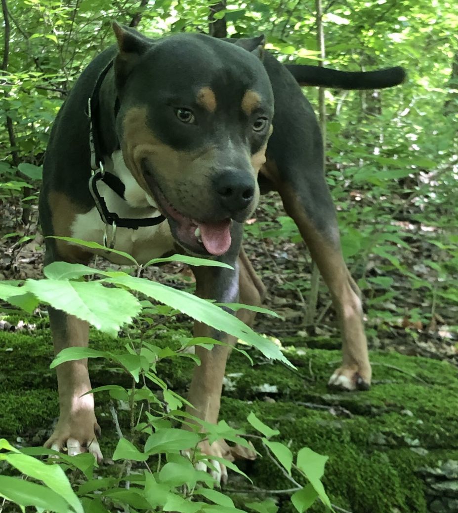 Photo of the dog