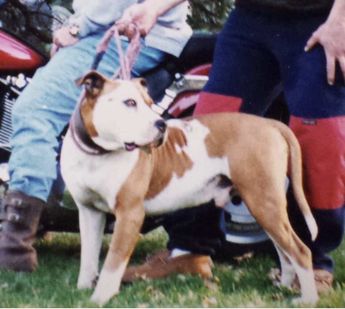 Photo of the dog