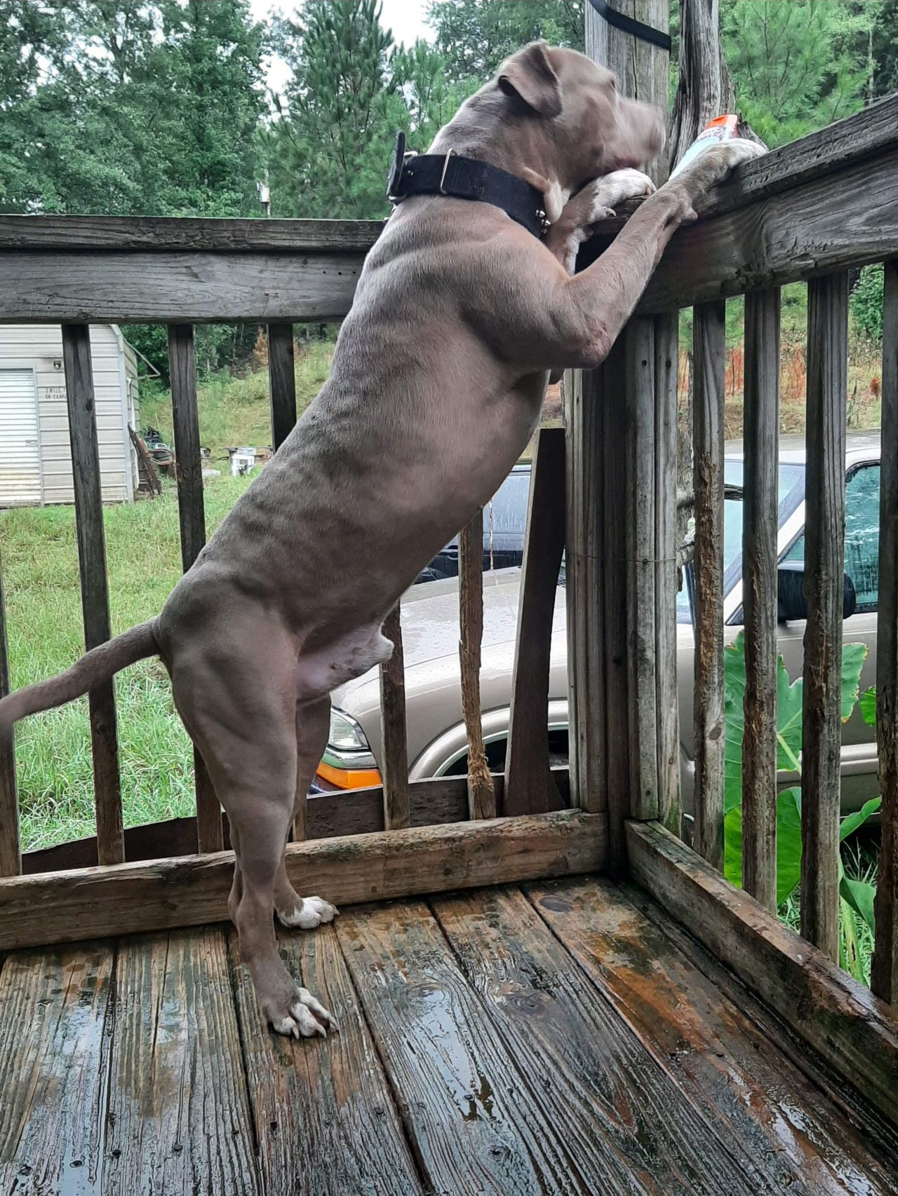 Photo of the dog