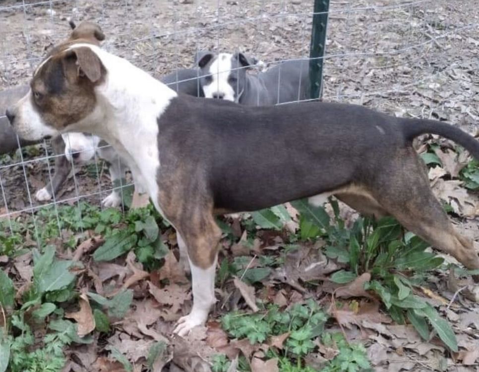 Photo of the dog